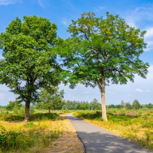 Fietspad-maashorst-met-bomen