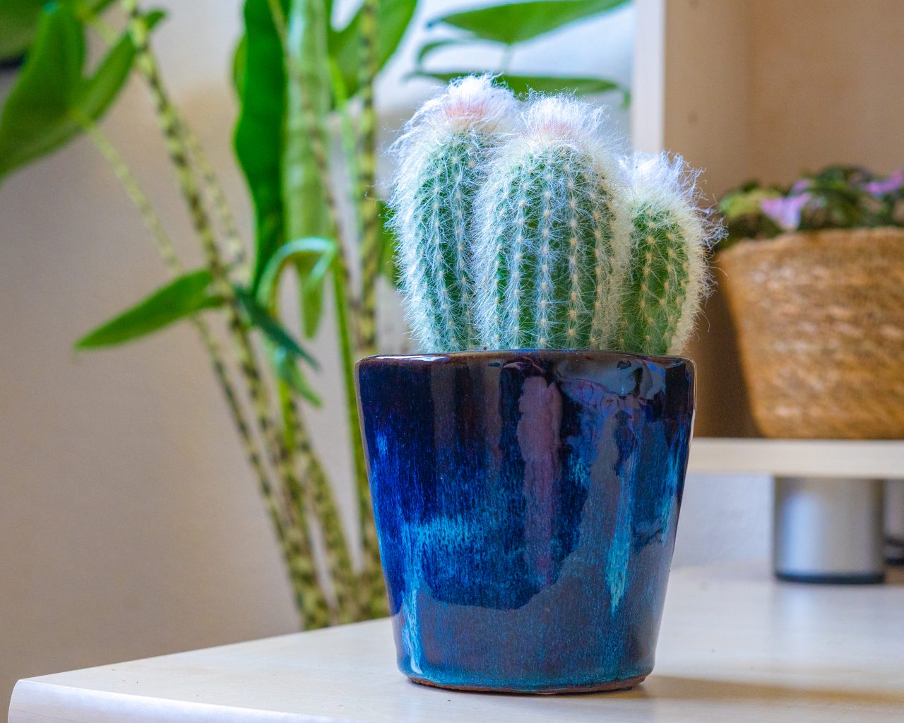 cactus-makkelijke-kamerplanten