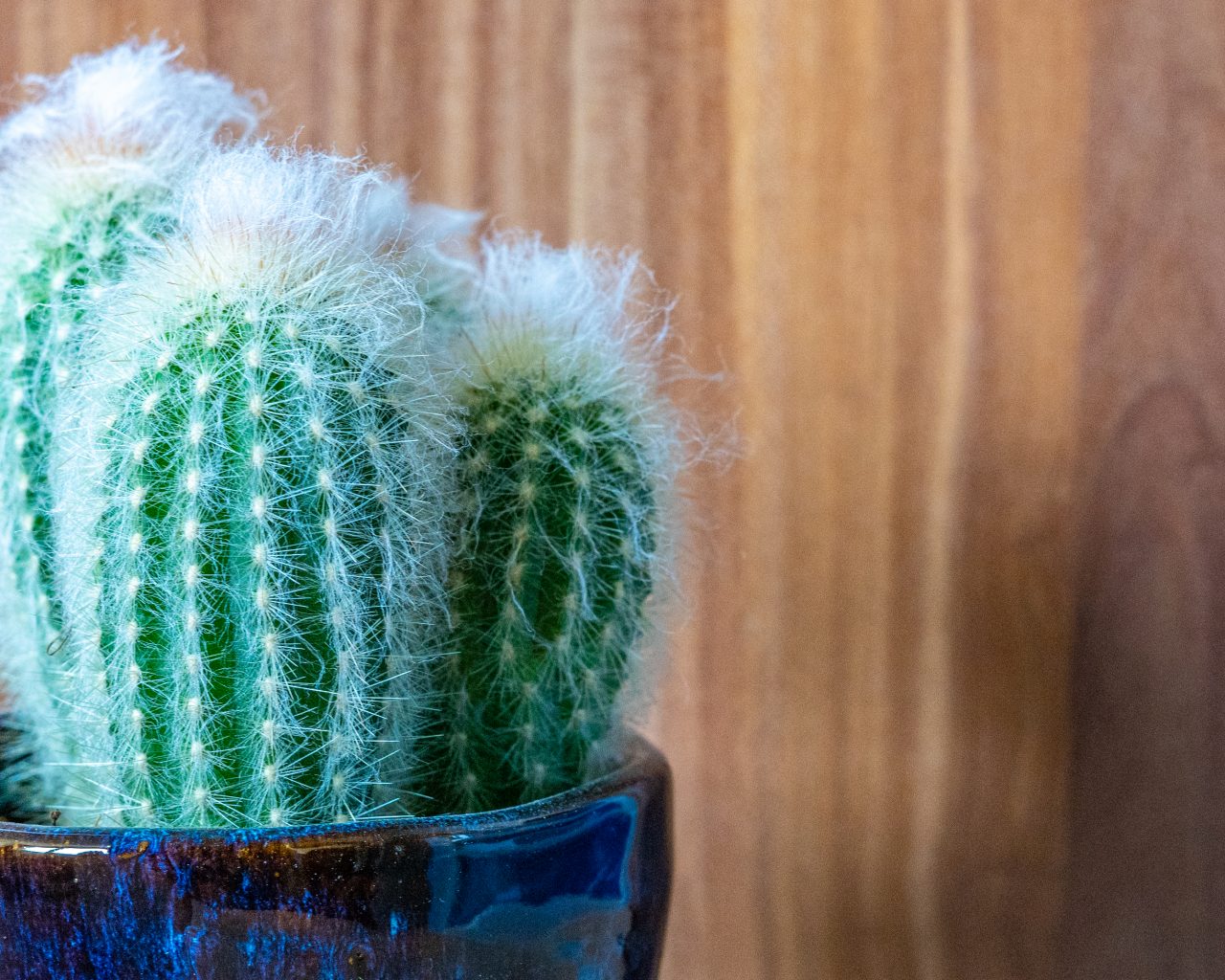 grijsbaardcactus-makkelijke-kamerplanten