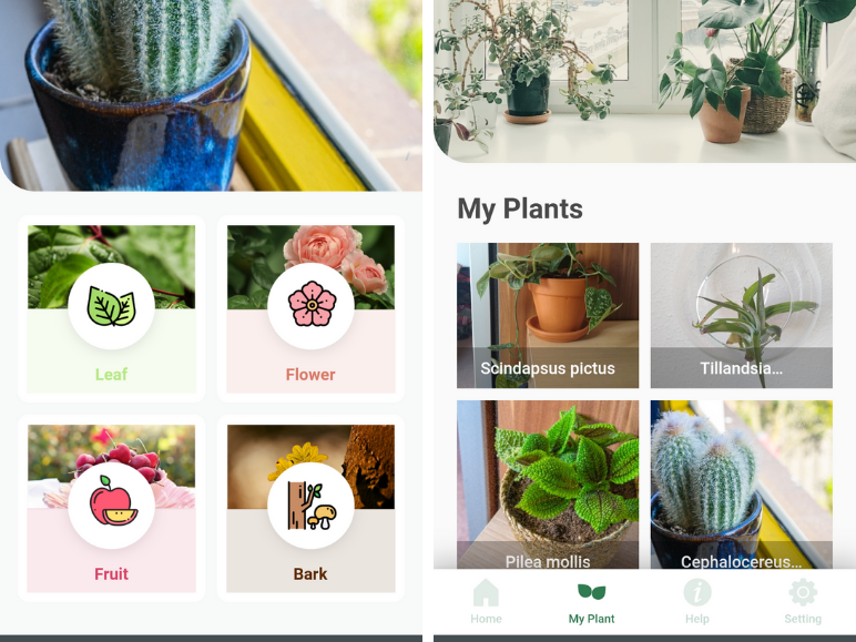 Leafsnap-app-om-planten-te-herkennen