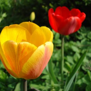 Bloemen-tijdens-roadtrip-Duitsland-Europa