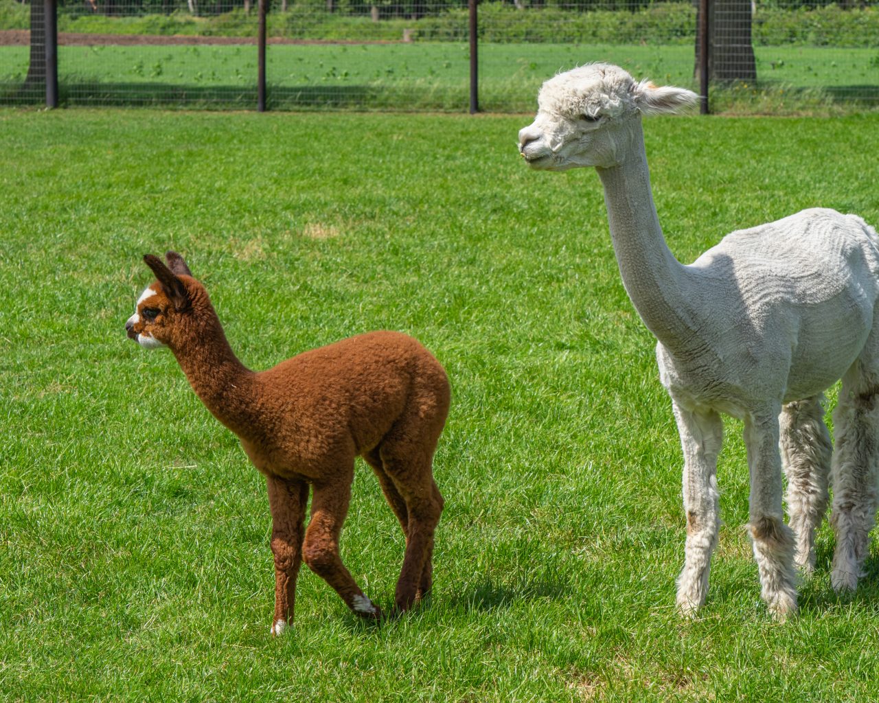 Witte-alpaca-met-bruine-baby-alpaca-in-wei