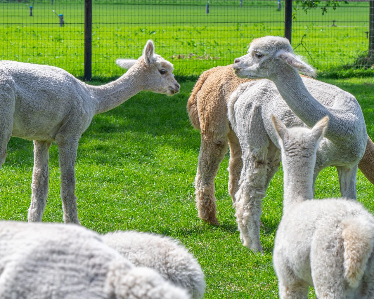 Alpaca-farm-Brabant-Vorstenbosch