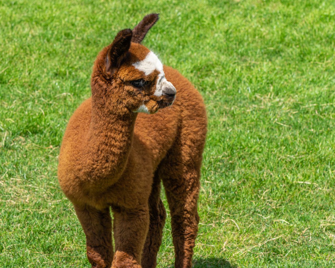 Baby-alpaca-bruin-met-witte-vlek-op-hoofd