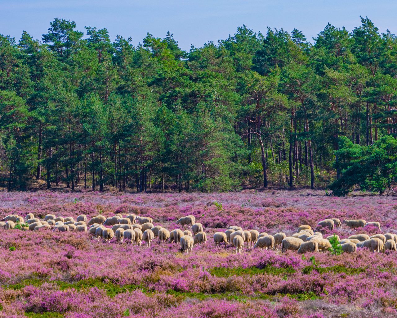 Wat-is-typisch-Nederlands-schapen-Veluwe