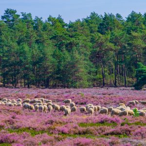 Wat-is-typisch-Nederlands-schapen-Veluwe