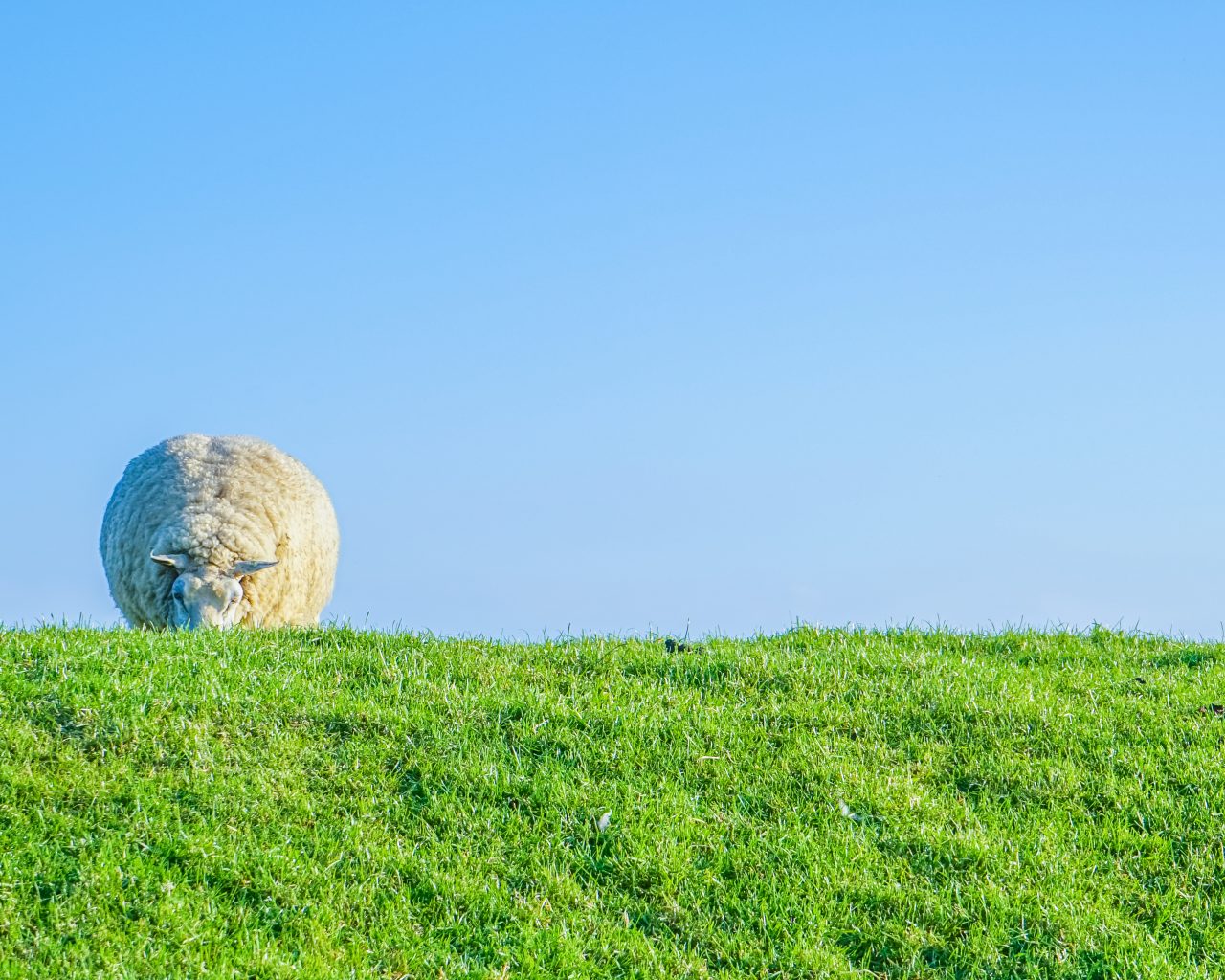 Dijken-met-schapen-wat-is-typisch-nederlands