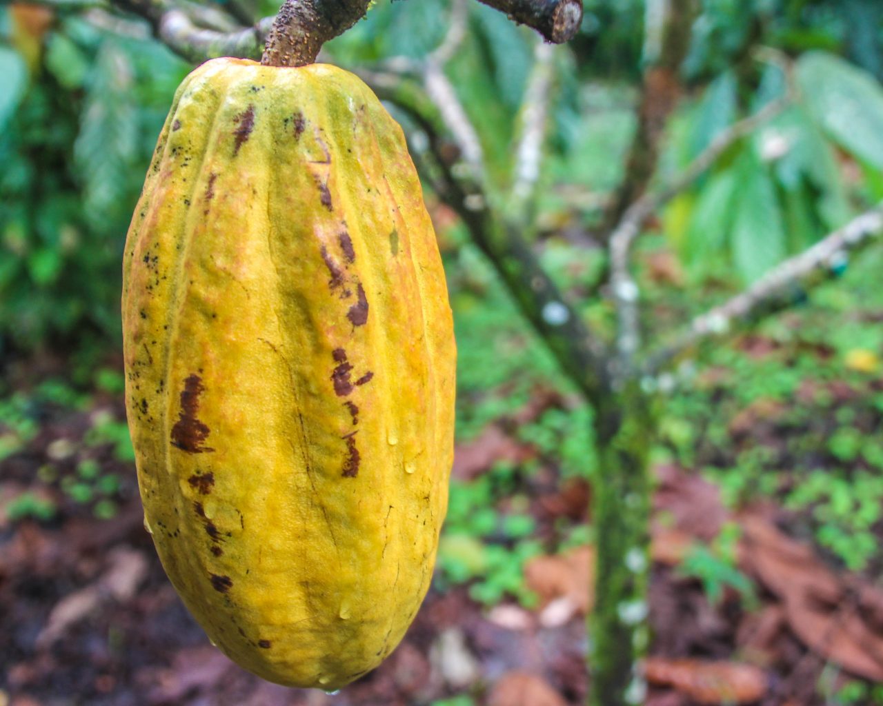 Cacao-plantage-Costa-Rica-fairtrade-chocolade