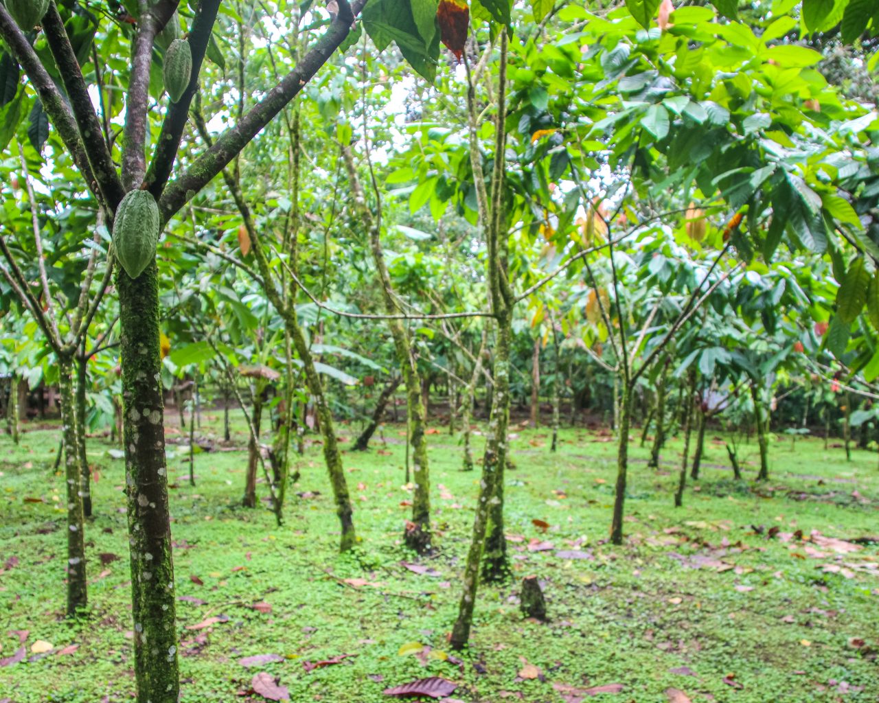 Cacao-koffieplantage-Costa-Rica-met-bomen