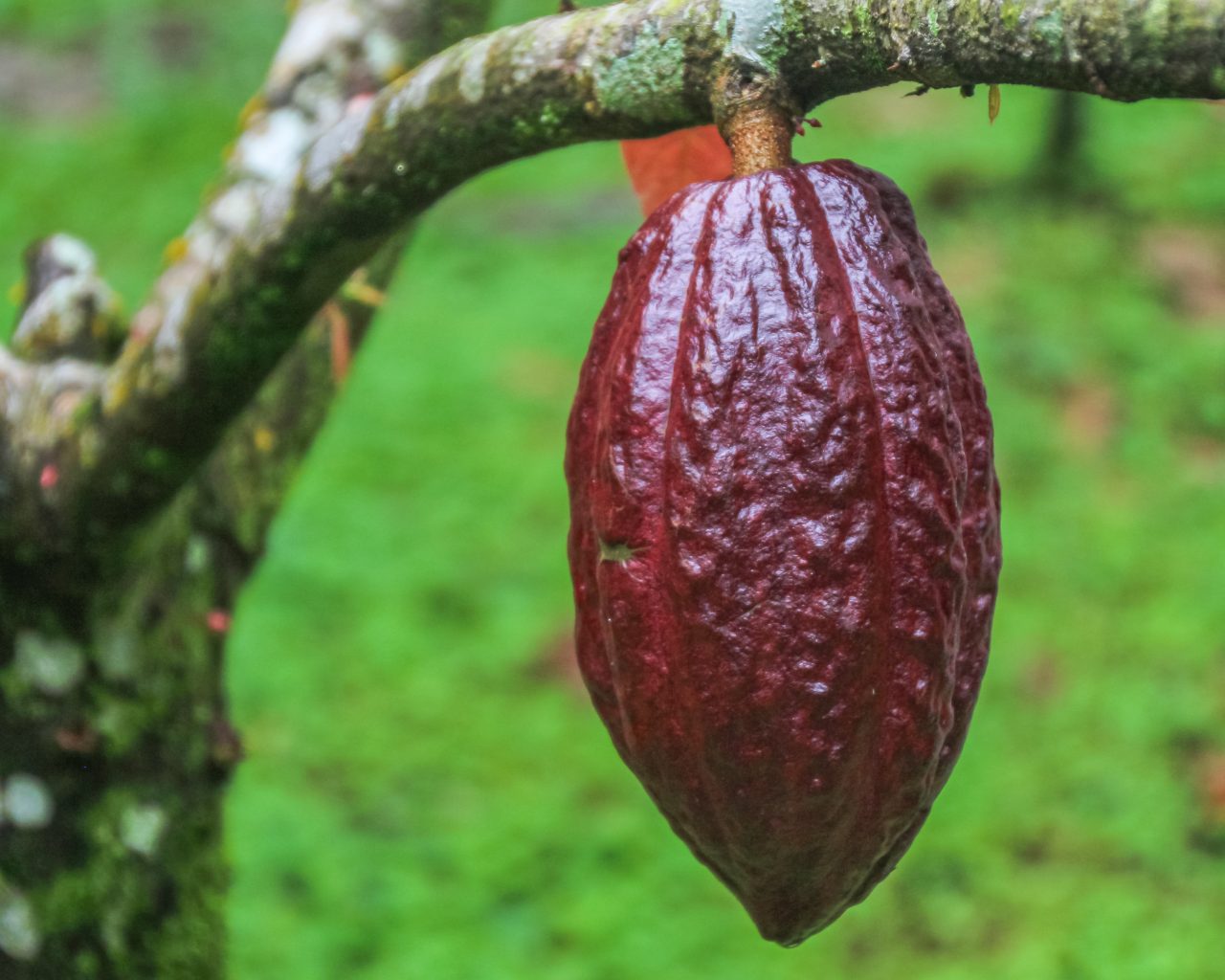 Cacao-plant-Costa-Rica