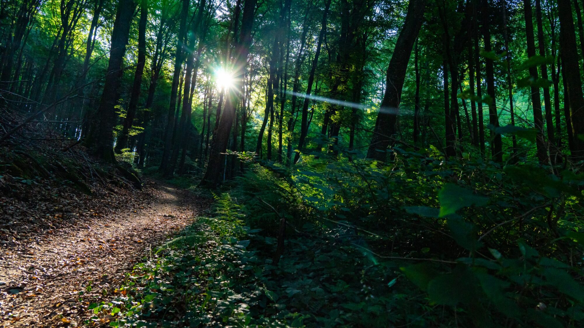 Ochtend-in-bossen-Luxemburg-met-zon
