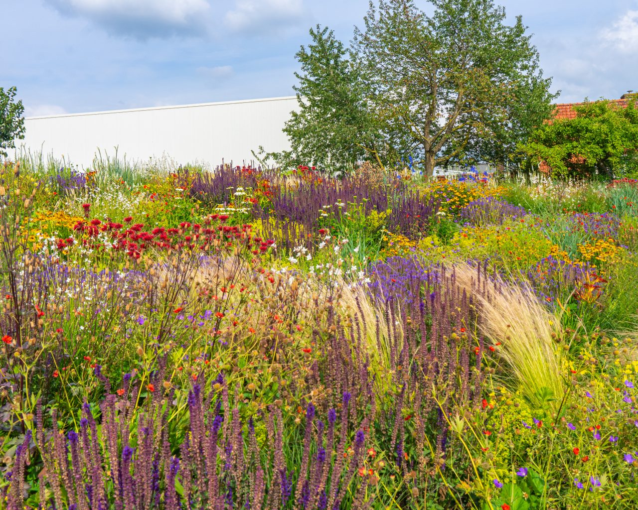 Akkerbloemen-centrum-Holten