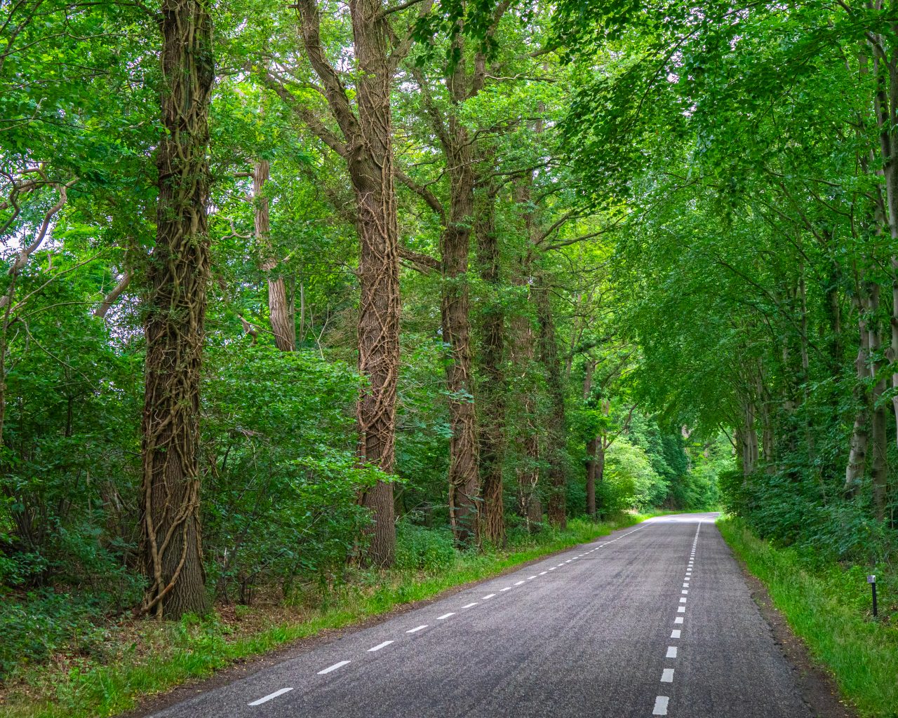 Verharde-weg-met-bomen-erlangs-Pieterpad