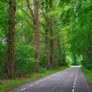 Verharde-weg-met-bomen-erlangs-Pieterpad