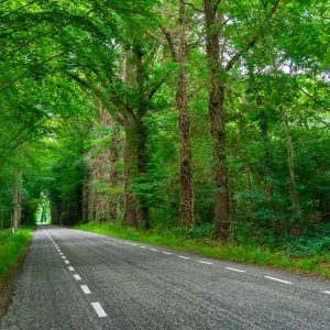Weg-met-mooie-bomen-laan-Pieterpad-etappe-12