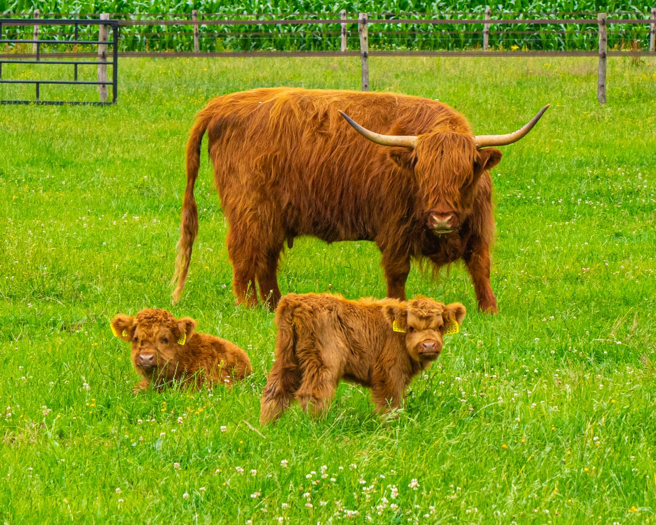 Schotse-hooglander-in-veld-met-twee-babies