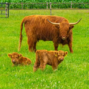 Schotse-hooglander-in-veld-met-twee-babies