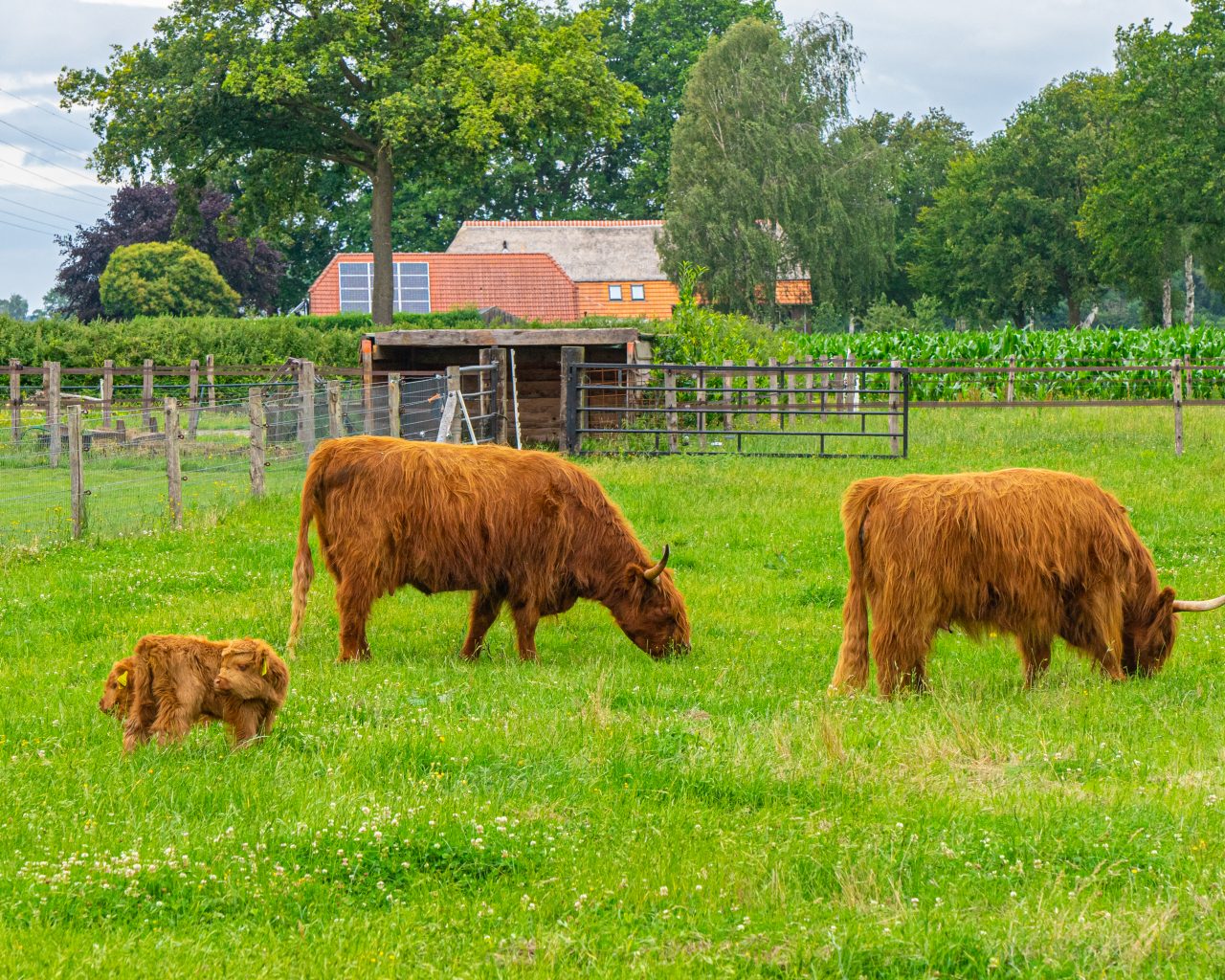 Schotse-hooglanders-met-baby