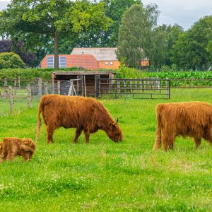 Schotse-hooglanders-met-baby