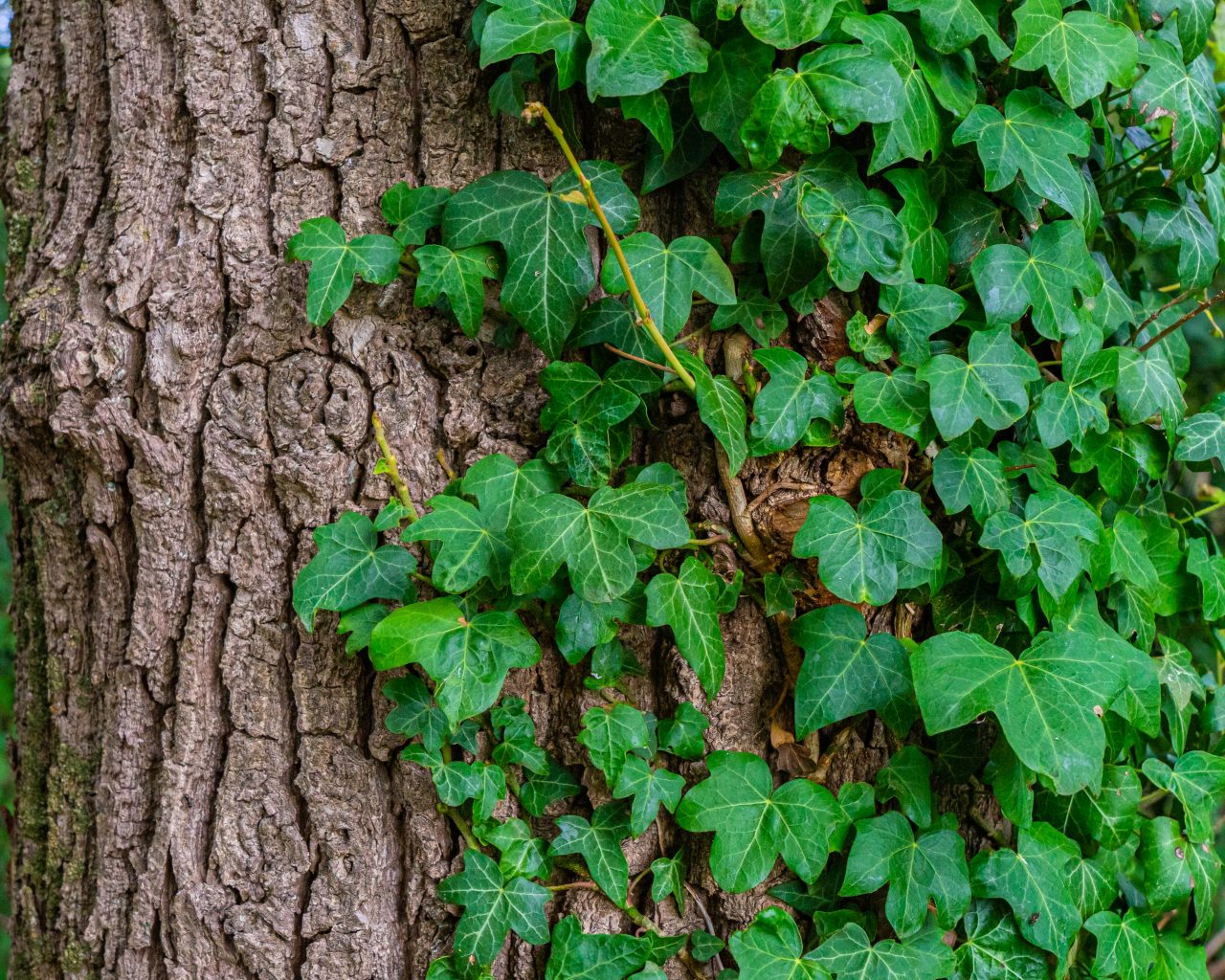 Detailfoto-boom-met-groene-bladeren