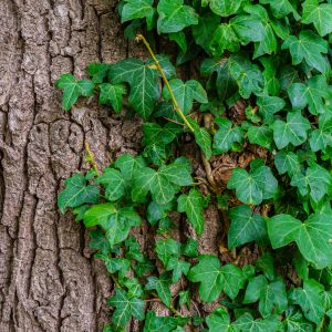 Detailfoto-boom-met-groene-bladeren