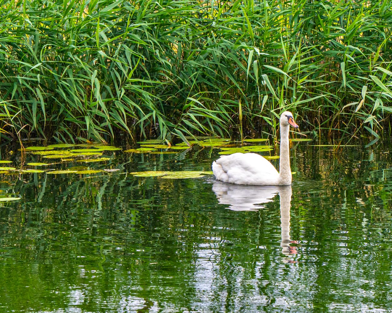 Witte-zwaan-zwemmend-in-het-water