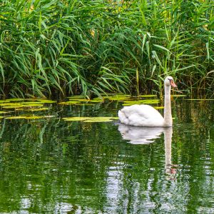 Witte-zwaan-zwemmend-in-het-water