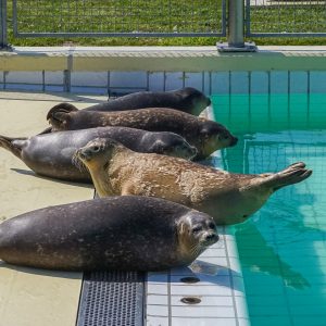 Zeehonden-bij-zeehondenopvang-Pieterburen