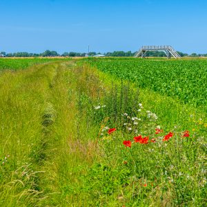Akkerbloemen-en-hoog-gras-Pieterpad-etappe-1