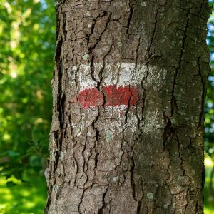 Pieterpad-wandeling-markering-op-boom