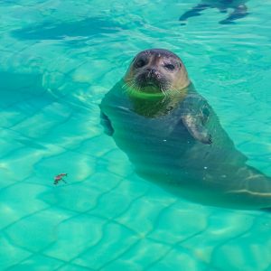 Zeehond-zwemmend-in-zeehondencentrum-Pieterburen