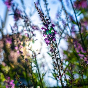 Bloemetjes-met-molen-op-achtergrond