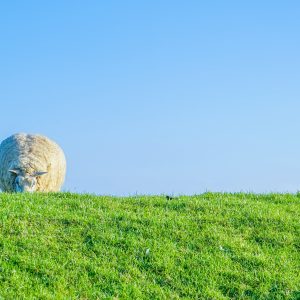 Schaap-op-dijk-bij-Pieterburenwad