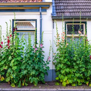 Bloemen-in-de-straten-van-Winsum-Groningen