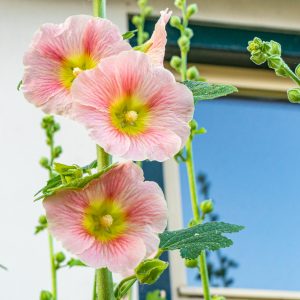 Detailfoto-bloemen-in-straten-Winsum