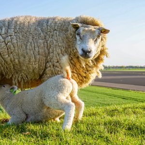 Schaap-met-lammetje-op-dijk-Pieterburen