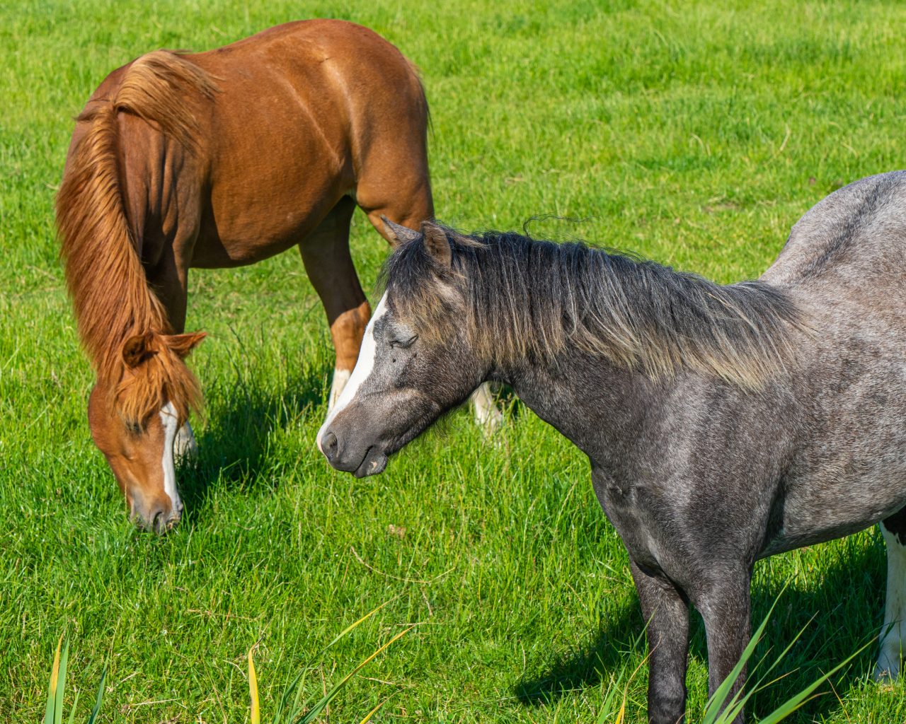 Paarden-op-boerderijen-rondom-Winsum-Groningen