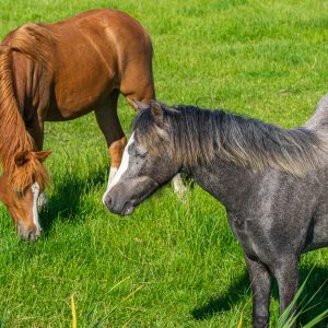 Paarden-op-boerderijen-rondom-Winsum-Groningen