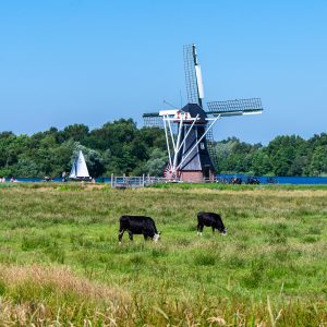 Molen-de-Helper-met-koeien-op-voorgrond