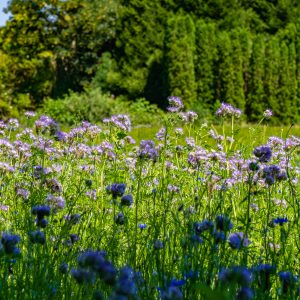 Bloemen-langs-Pieterpad-bij-Glimmen