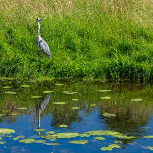 Reiger-langs-Pieterpad-etappe-3