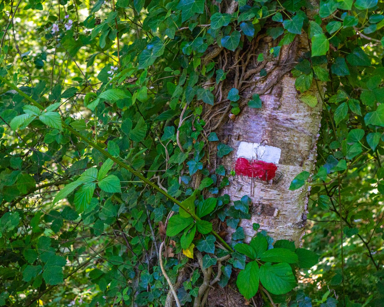 Markering-Pieterpad-etappe-3-in-natuurgebied-Appelbergen