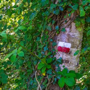Markering-Pieterpad-etappe-3-in-natuurgebied-Appelbergen