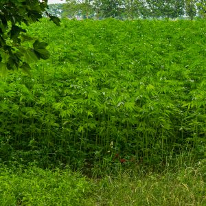 Wietplantages-tijdens-wandeling-Pieterpad-Drenthe