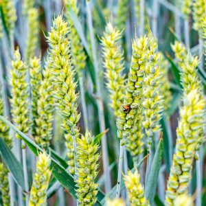 Lieveheersbeestje-op-graan
