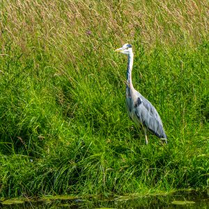 Reiger-langs-het-water-Groningen
