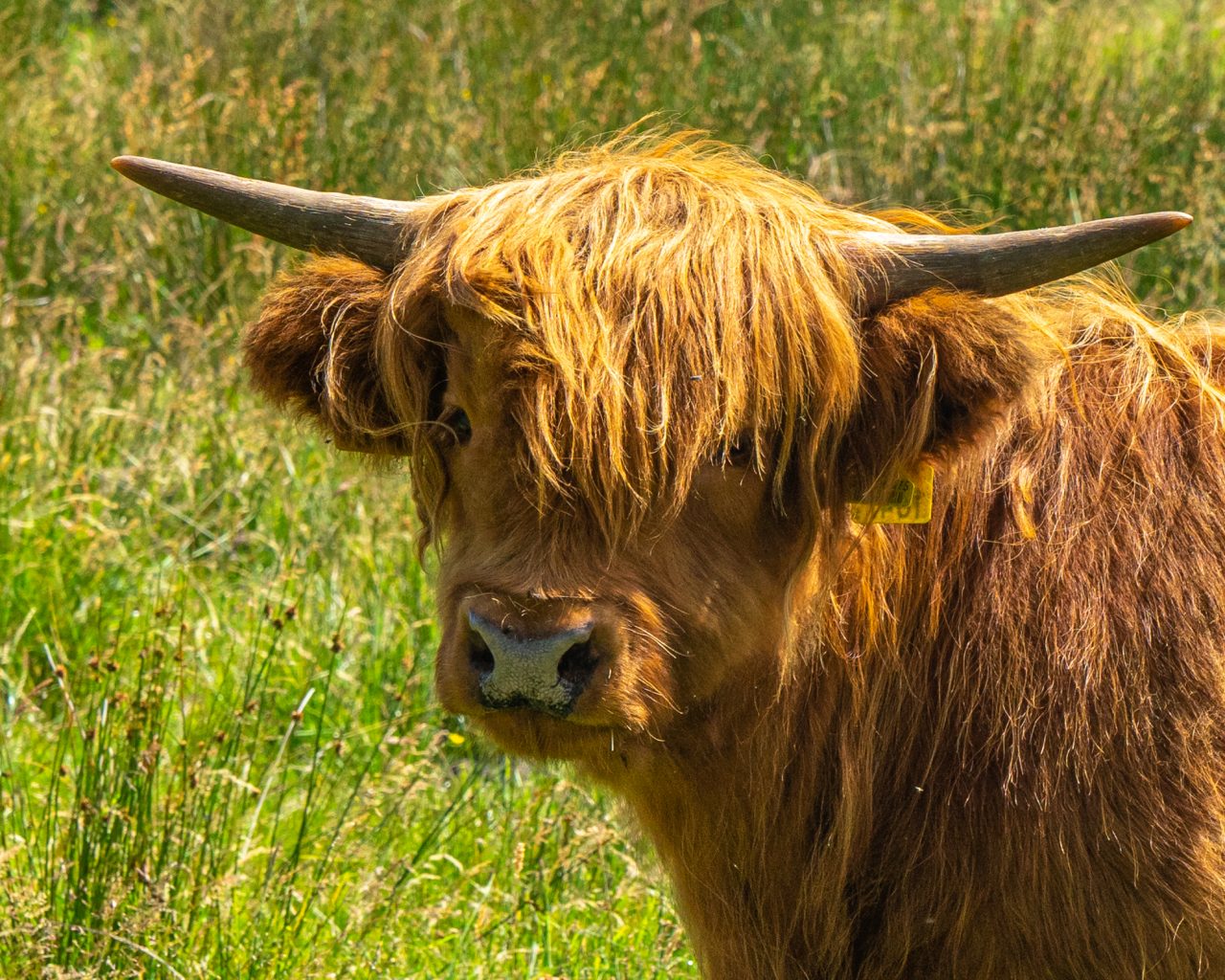 Close-up-van-Schotse-Hooglander-kop