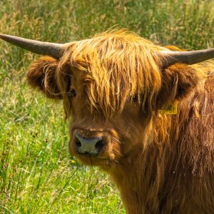 Close-up-van-Schotse-Hooglander-kop
