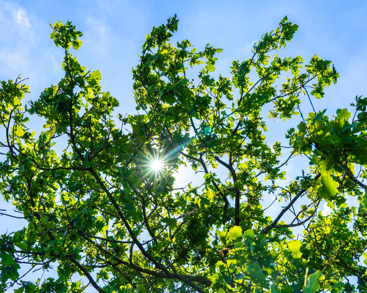 Zon-die-tussen-bomen-schijnt-Ballooerveld-Drenthe