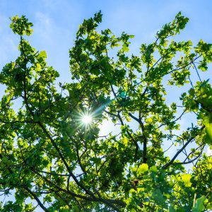 Zon-die-tussen-bomen-schijnt-Ballooerveld-Drenthe